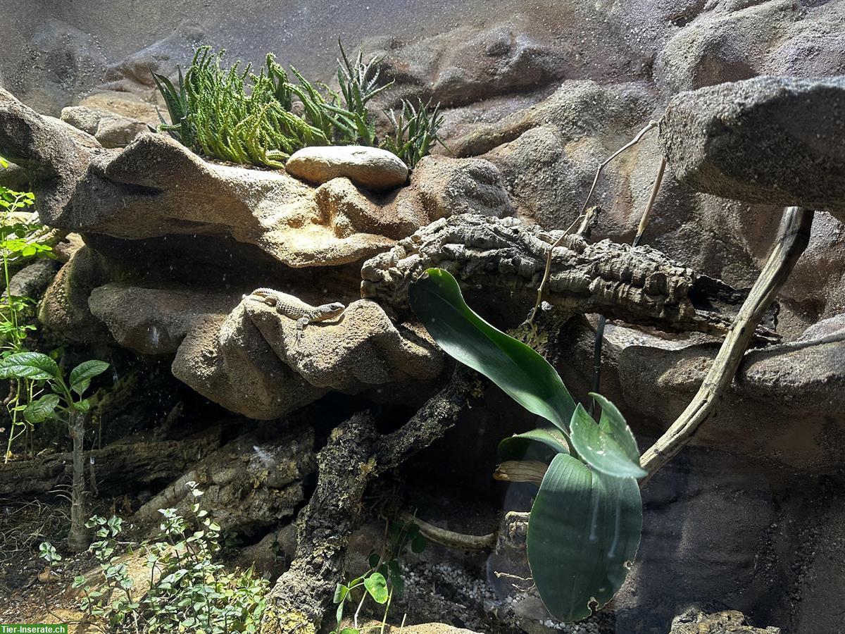 Bild 2: Zwerggürtelschweife | Cordylus tropidosternum mit Terrarium