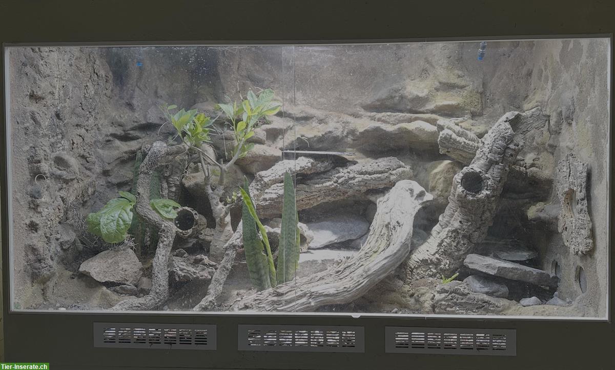 Bild 3: Zwerggürtelschweife | Cordylus tropidosternum mit Terrarium
