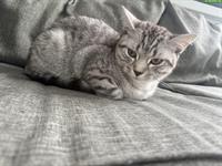 Britisch Kurzhaar Katze, männlich zu verkaufen