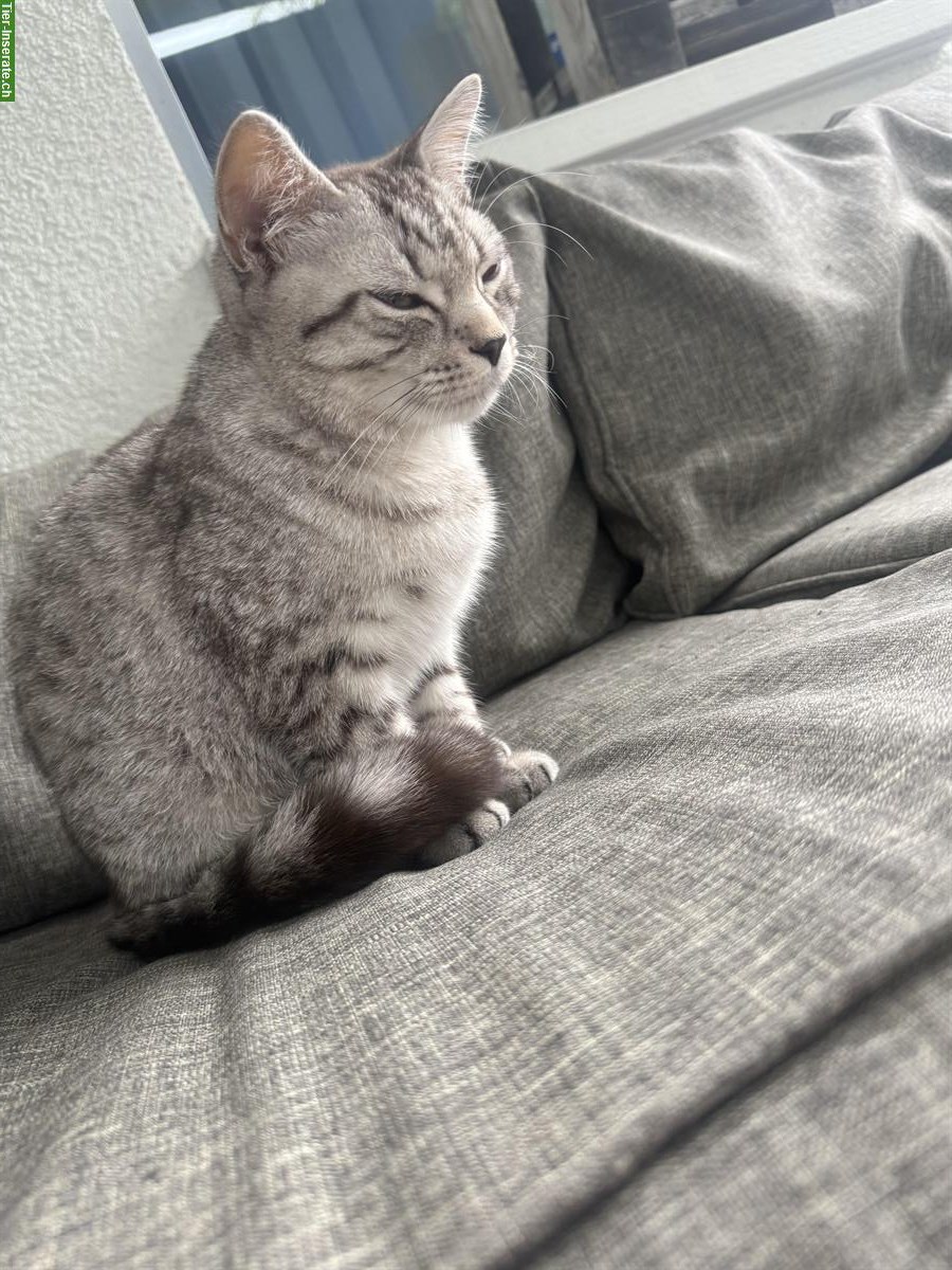 Bild 2: Britisch Kurzhaar Katze, männlich zu verkaufen