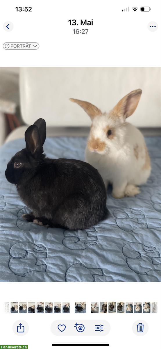 2 Zwergkaninchen männlich mit Kleintierstall abzugeben