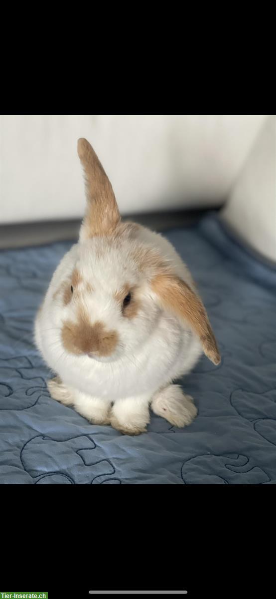 Bild 2: 2 Zwergkaninchen männlich mit Kleintierstall abzugeben