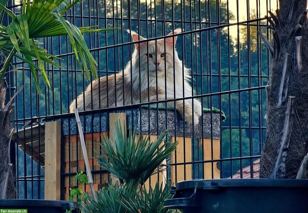 Bild 2: Maine Coon Deckkater mit FFH Stammbaum