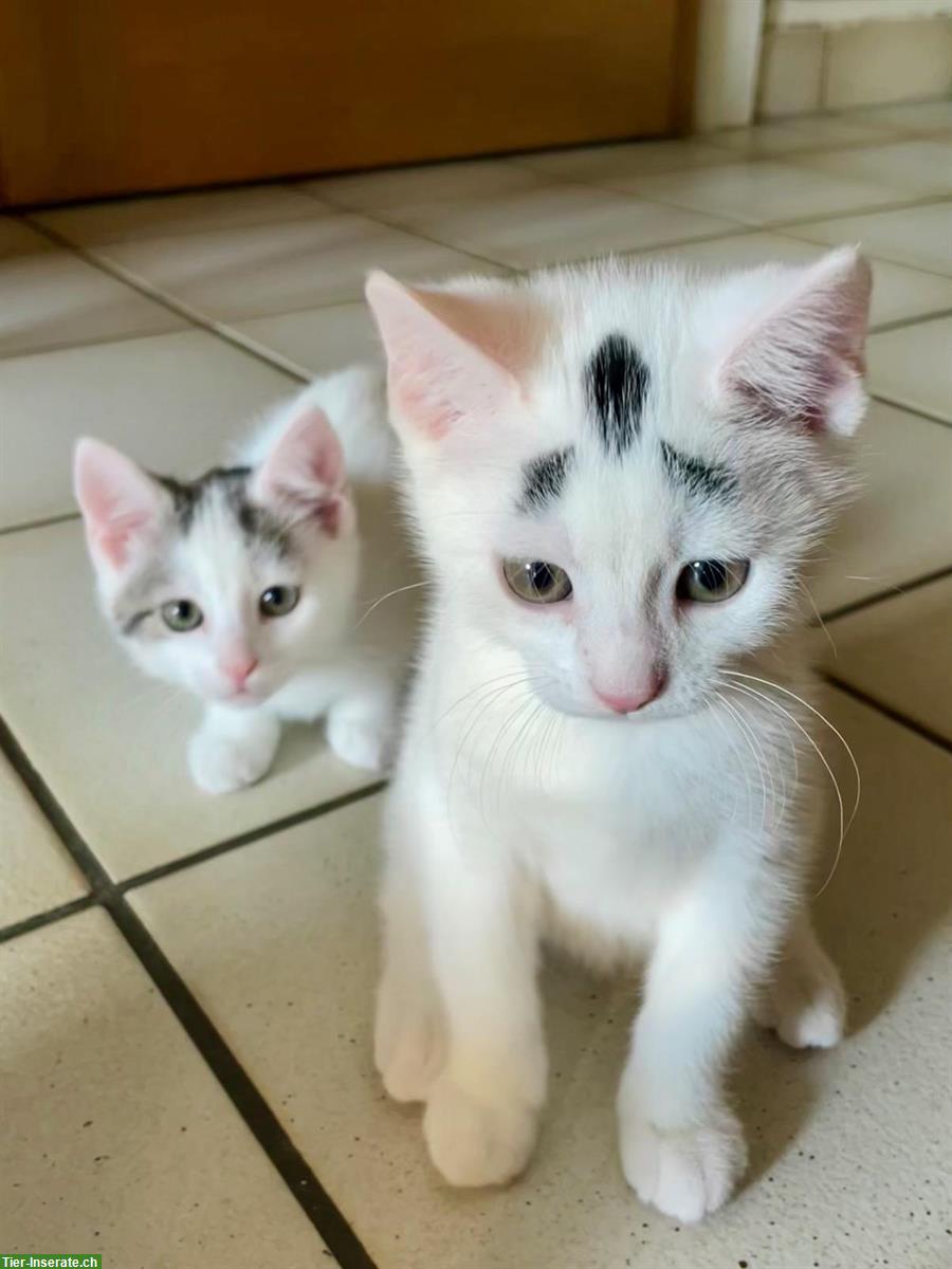 Superhübsche Katzenbabys - weisse Perser x Norwegische Waldkatze