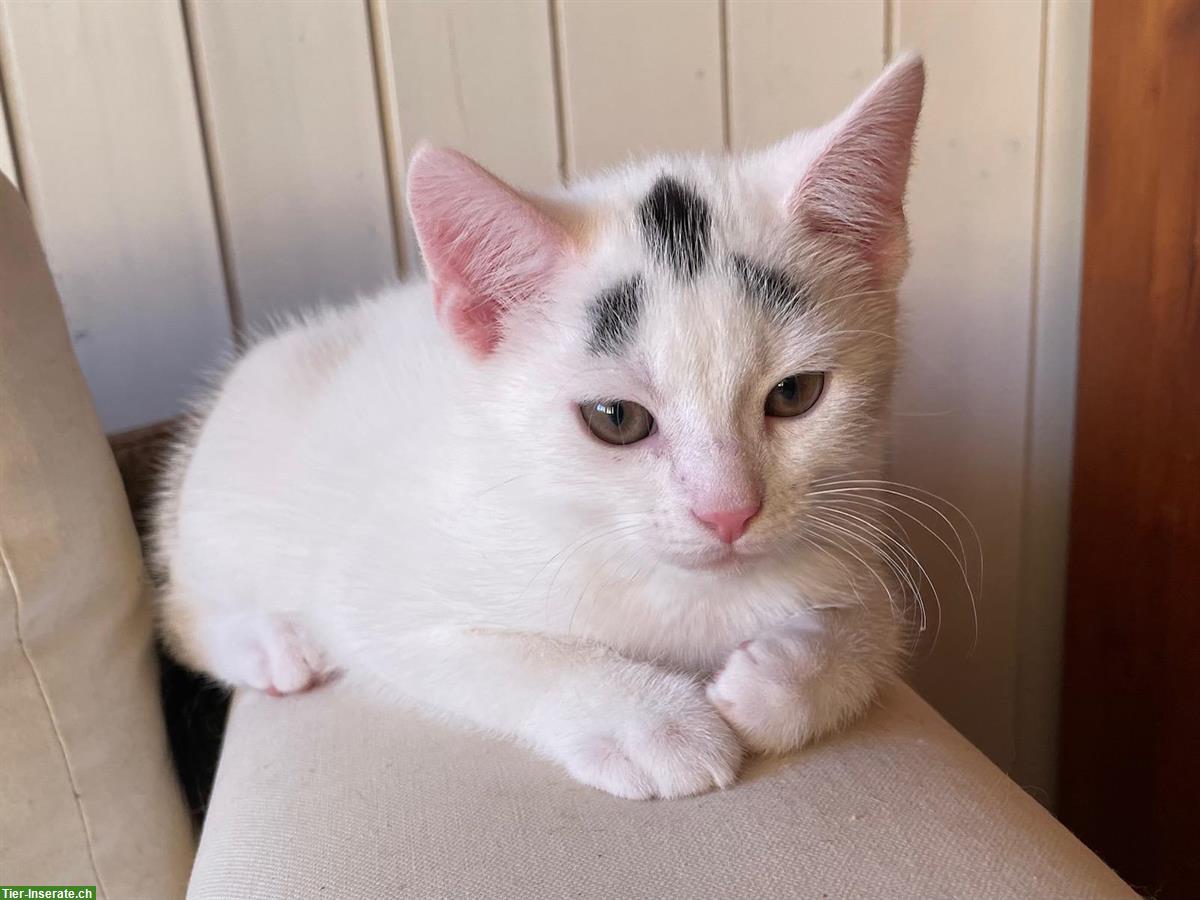 Bild 2: Superhübsche Katzenbabys - weisse Perser x Norwegische Waldkatze