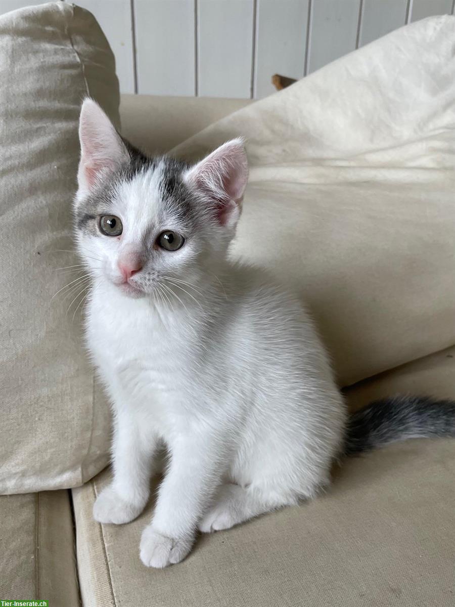 Bild 3: Superhübsche Katzenbabys - weisse Perser x Norwegische Waldkatze