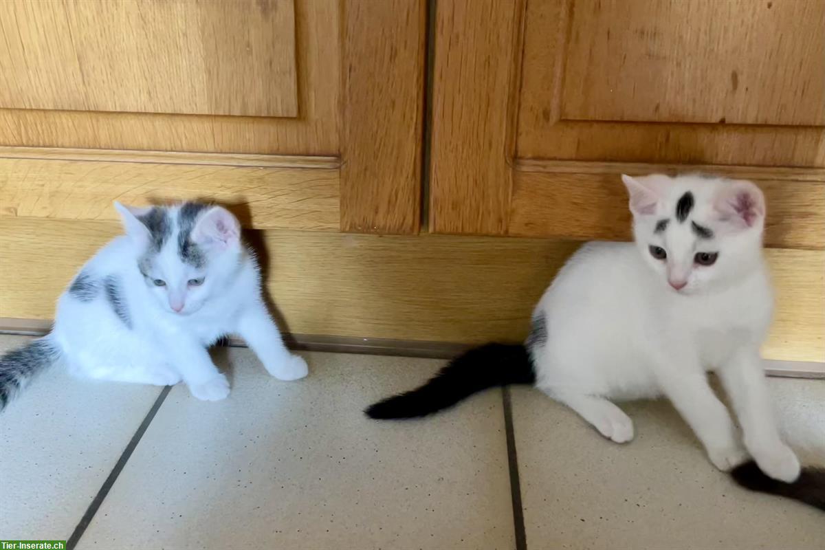 Bild 4: Superhübsche Katzenbabys - weisse Perser x Norwegische Waldkatze