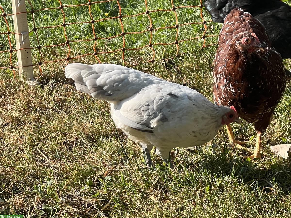 Zwerg Wyandotten, Australorps Hennen