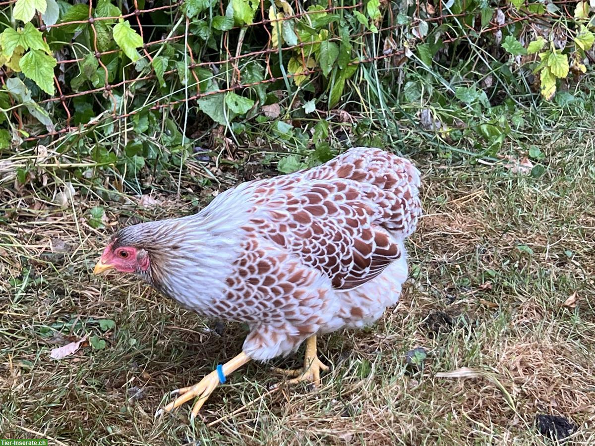 Bild 2: Zwerg Wyandotten, Australorps Hennen