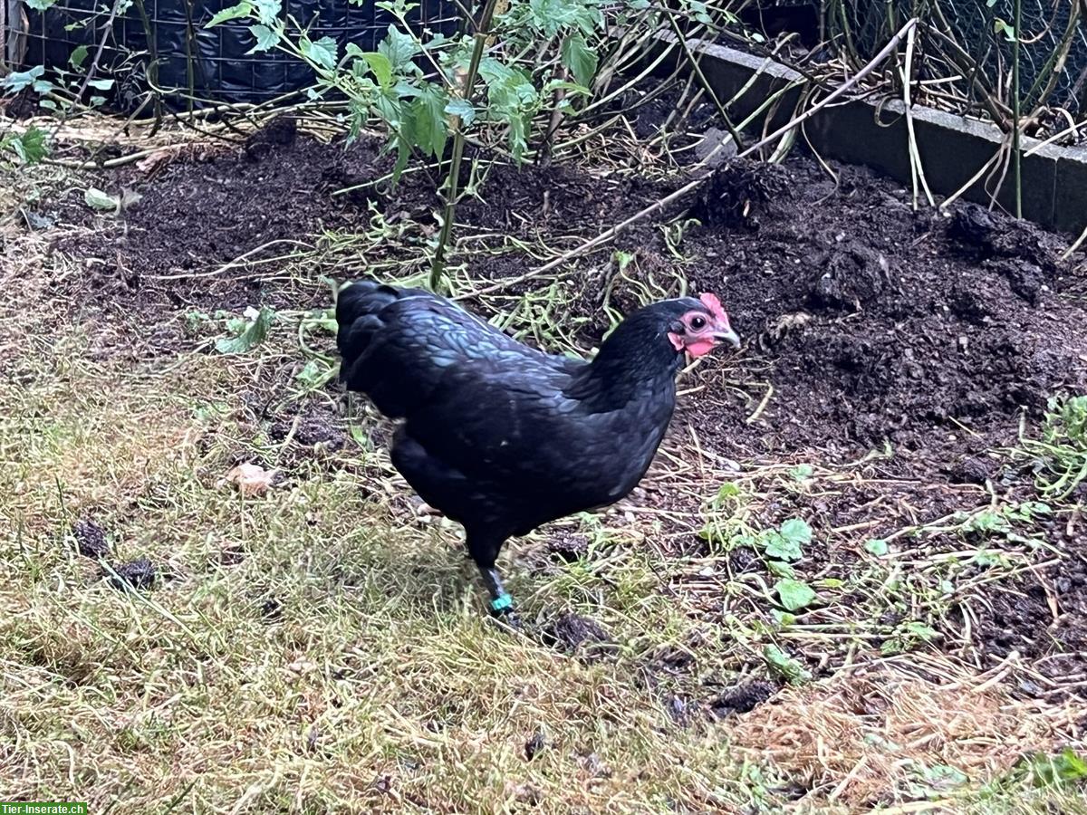Bild 3: Zwerg Wyandotten, Australorps Hennen
