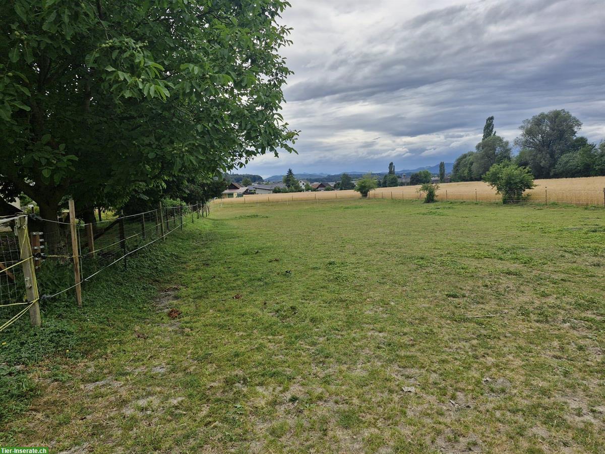 Offenstall zu vermieten, Selbstversorger | Hirschthal im Aargau