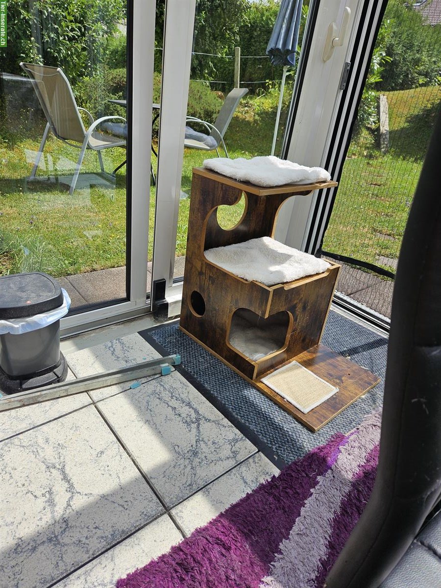 Bild 5: Diverse Katzen Utensilien: Katzenklo, Trinkbrunnen...