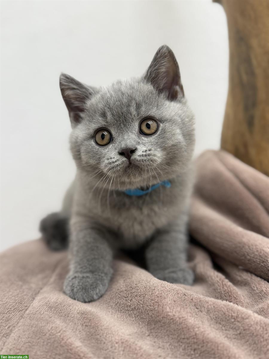 Britisch Kurzhaar BKH Kitten reinrassig mit Stammbaum
