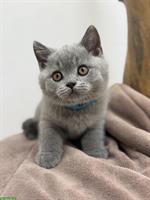Britisch Kurzhaar BKH Kitten reinrassig mit Stammbaum
