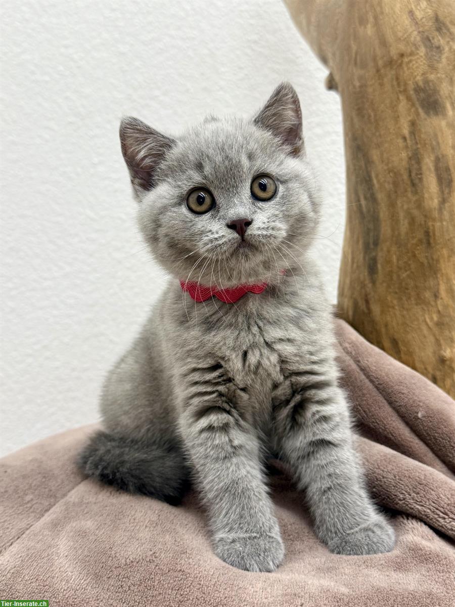 Bild 2: Britisch Kurzhaar BKH Kitten reinrassig mit Stammbaum