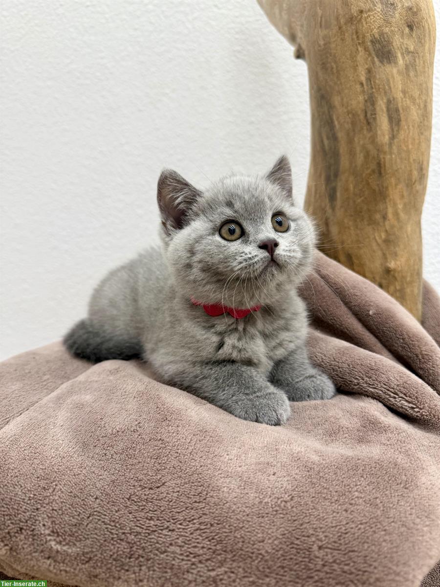 Bild 3: Britisch Kurzhaar BKH Kitten reinrassig mit Stammbaum