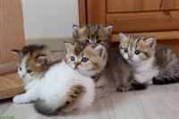 BKH / BLH Kitten reinrassig suchen ein Zuhause