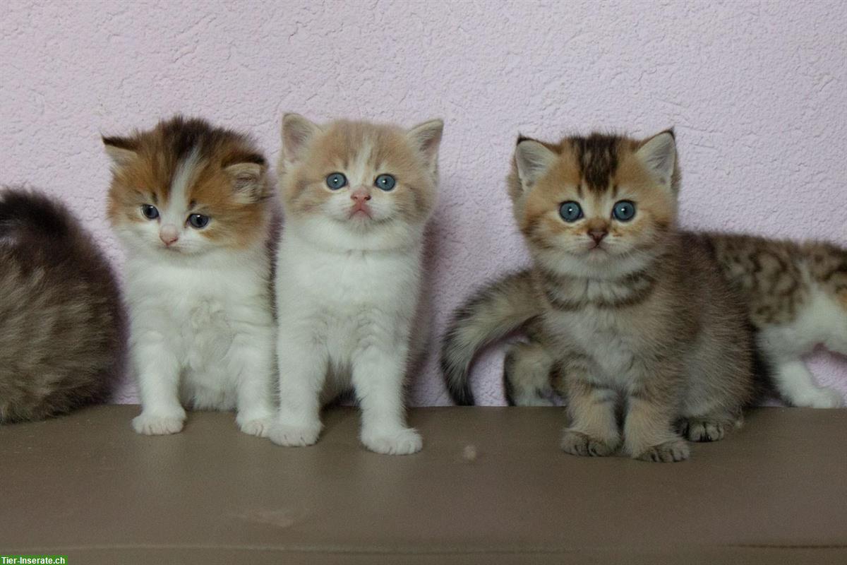 Bild 2: BKH / BLH Kitten reinrassig suchen ein Zuhause