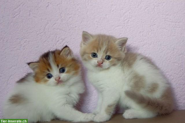 Bild 3: BKH / BLH Kitten reinrassig suchen ein Zuhause