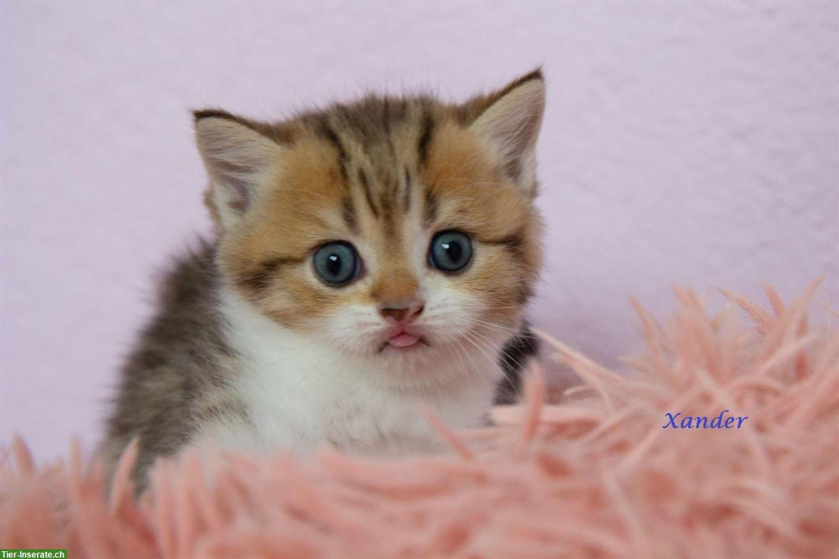 Bild 4: BKH / BLH Kitten reinrassig suchen ein Zuhause