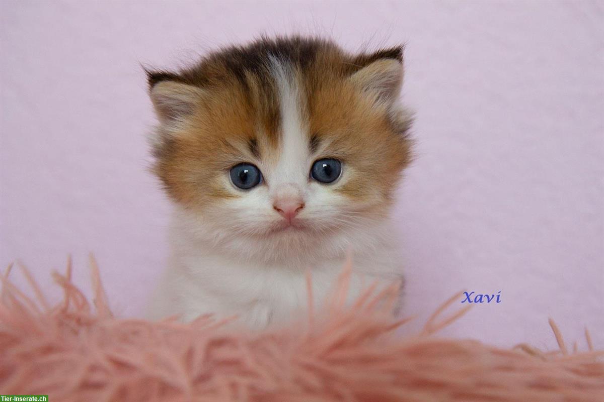 Bild 5: BKH / BLH Kitten reinrassig suchen ein Zuhause
