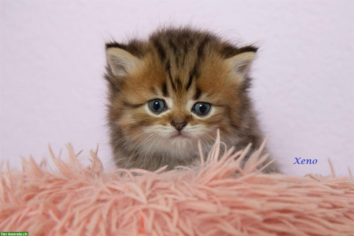 Bild 6: BKH / BLH Kitten reinrassig suchen ein Zuhause
