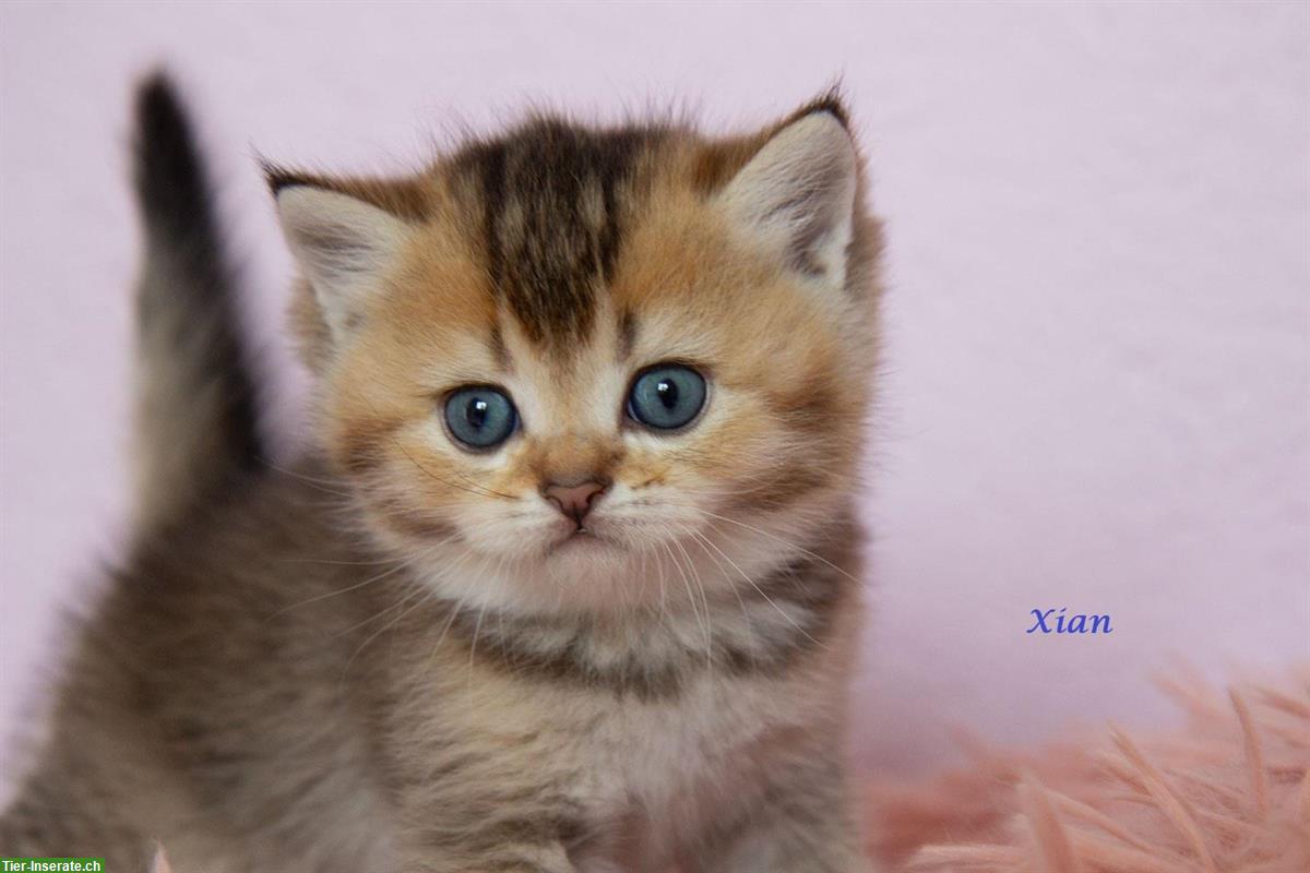 Bild 7: BKH / BLH Kitten reinrassig suchen ein Zuhause