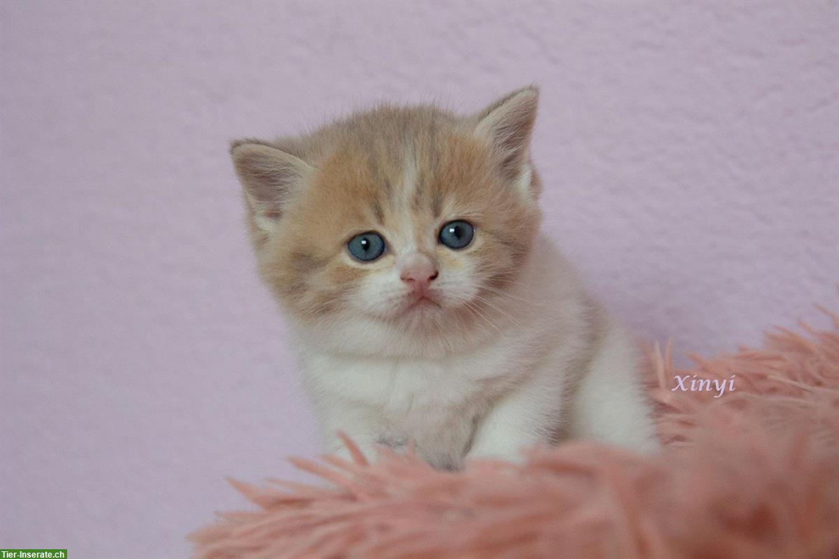 Bild 8: BKH / BLH Kitten reinrassig suchen ein Zuhause