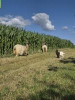 Walliser Kupferhalsziegen zu verkaufen