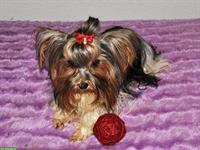 Zuchtauflösung: Yorkshire Terrier, verschiedene Alter zu verkaufen
