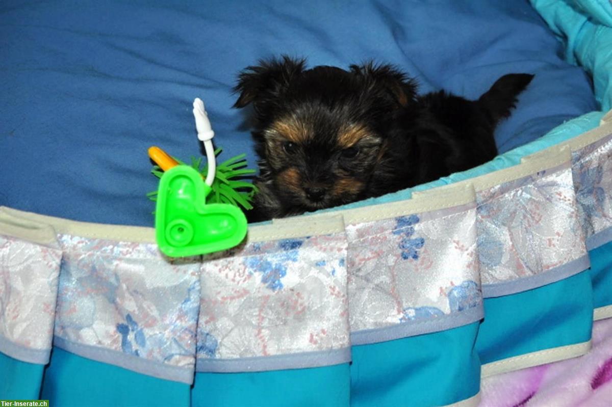 Bild 2: Zuchtauflösung: Yorkshire Terrier, verschiedene Alter zu verkaufen