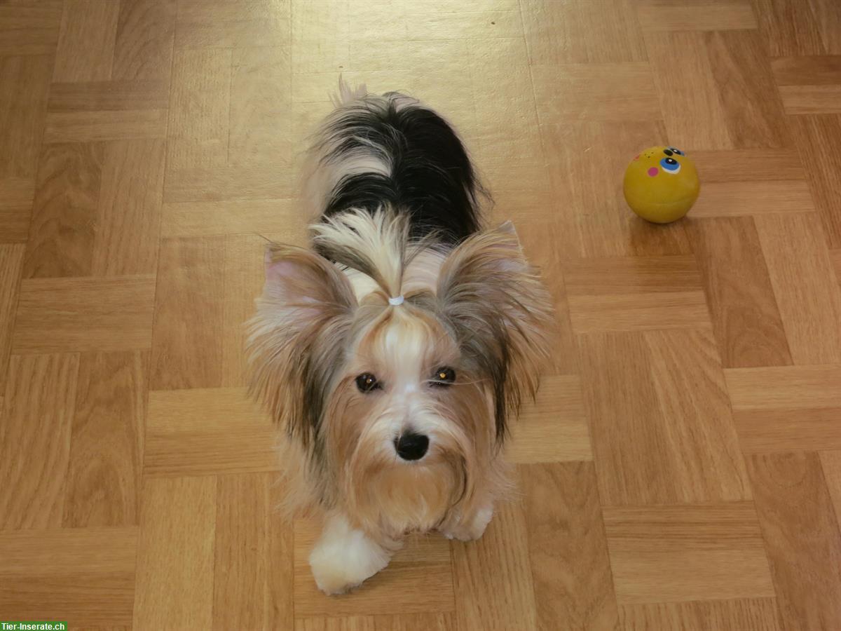 Bild 3: Zuchtauflösung: Yorkshire Terrier, verschiedene Alter zu verkaufen
