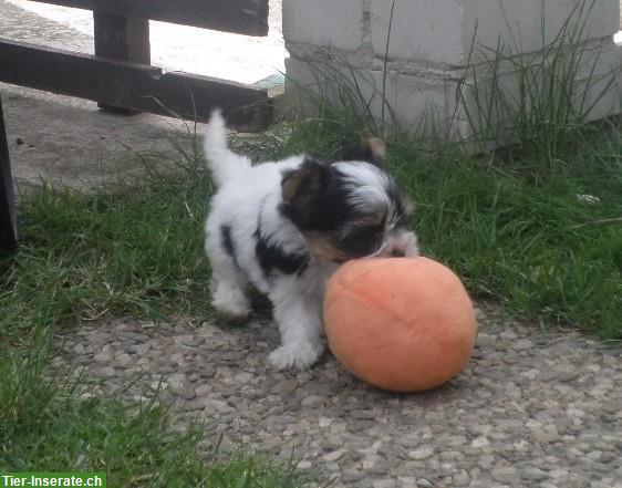 Bild 4: Zuchtauflösung: Yorkshire Terrier, verschiedene Alter zu verkaufen