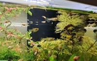 Viele junge Guppys gratis abzugeben