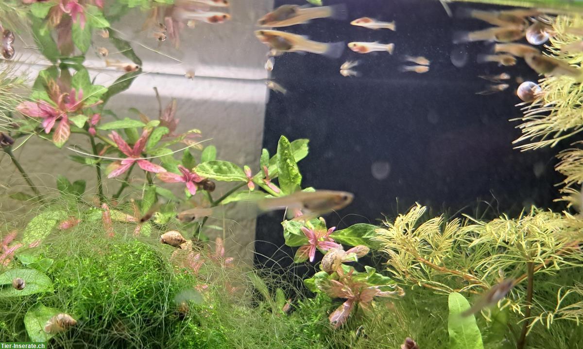 Bild 2: Viele junge Guppys gratis abzugeben