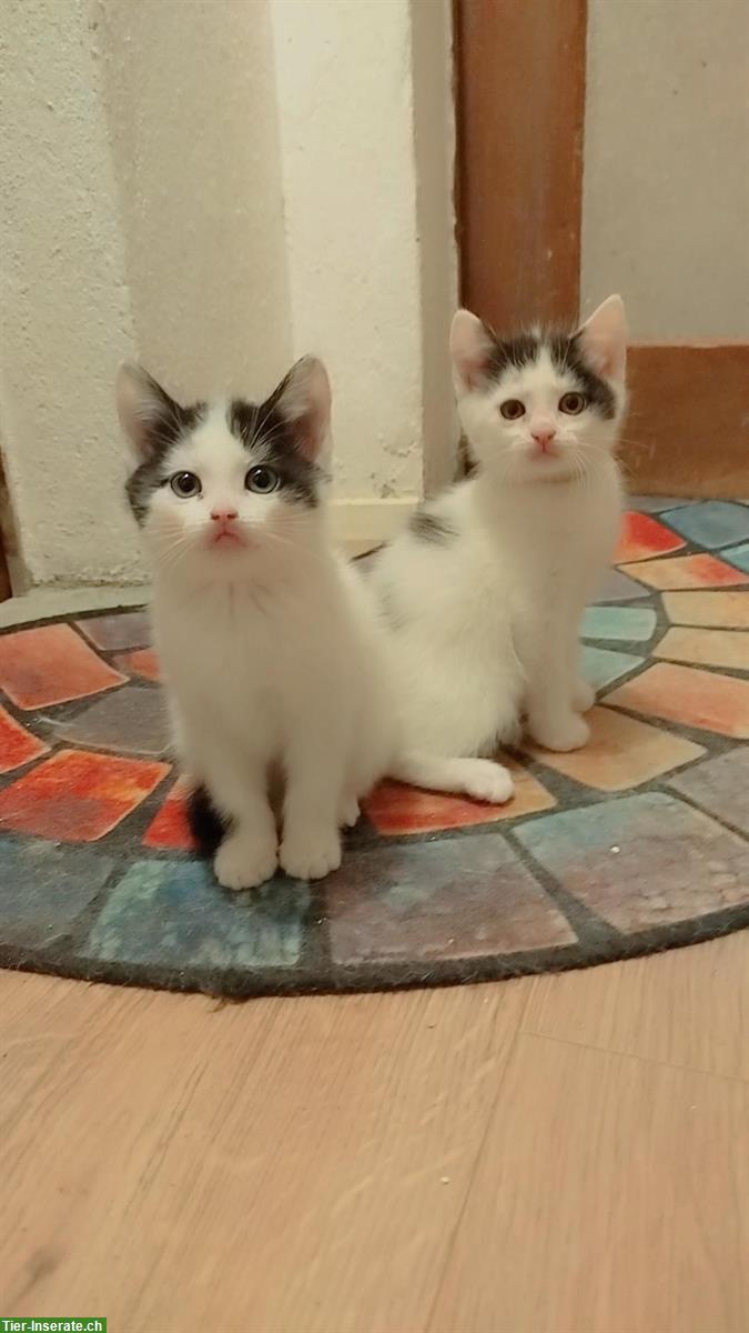 🐾 Süße Kätzchen suchen ihr Für-immer-Zuhause! 🏡💕