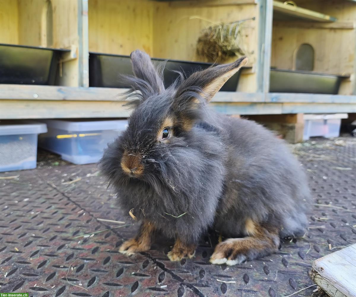 Junge Bartkaninchen Rammler