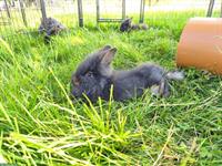 Junge Bartkaninchen Rammler