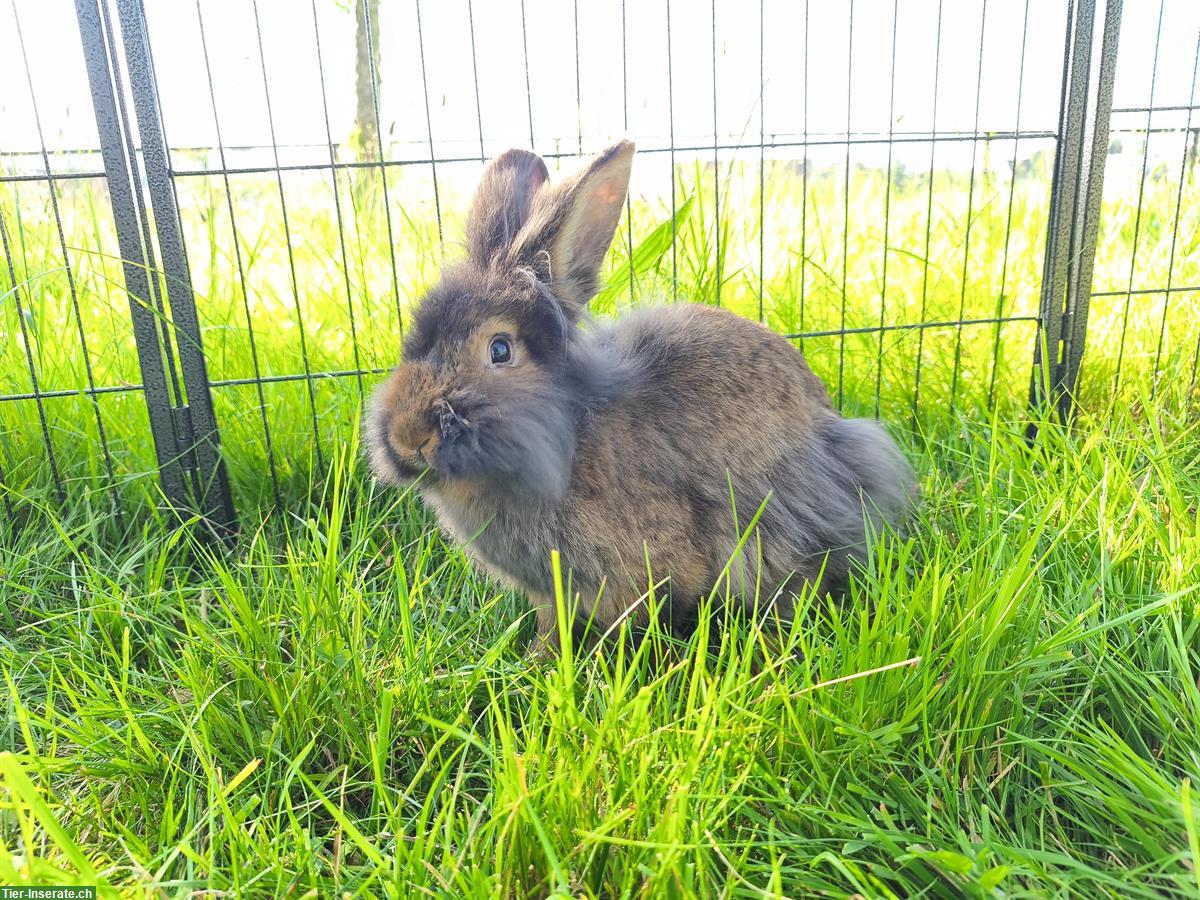 Bild 4: Junge Bartkaninchen Rammler