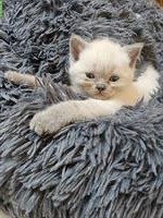 BKH Kitten mit Herz suchen liebes Zuhause ab August