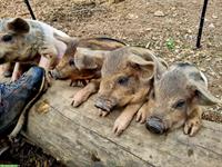 Absetzferkel zu verkaufen aus Freilandhaltung