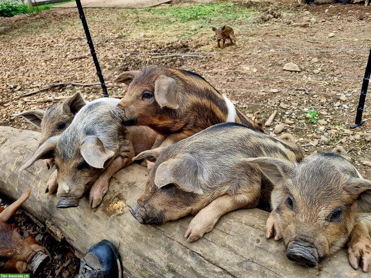 Bild 2: Absetzferkel zu verkaufen aus Freilandhaltung