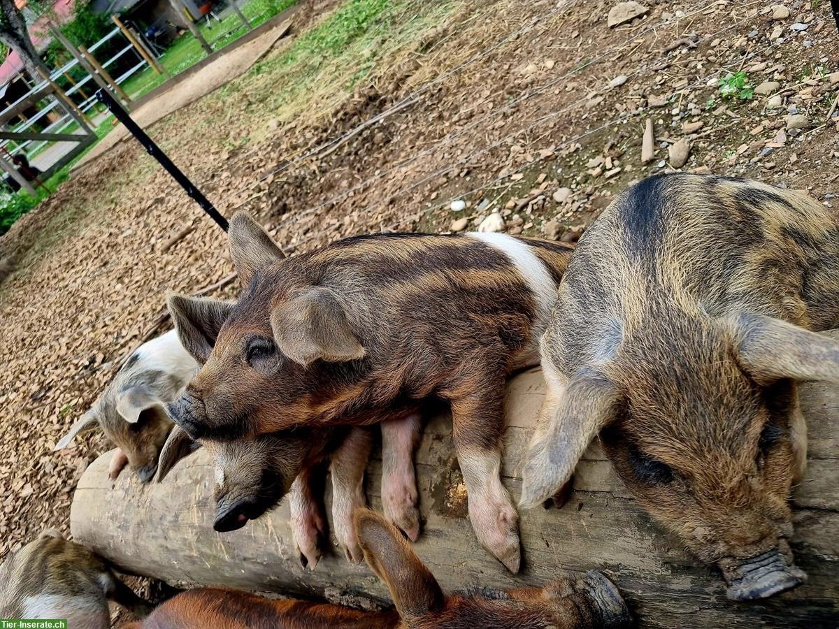 Bild 3: Absetzferkel zu verkaufen aus Freilandhaltung