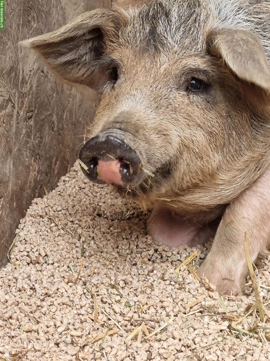 Bild 5: Absetzferkel zu verkaufen aus Freilandhaltung