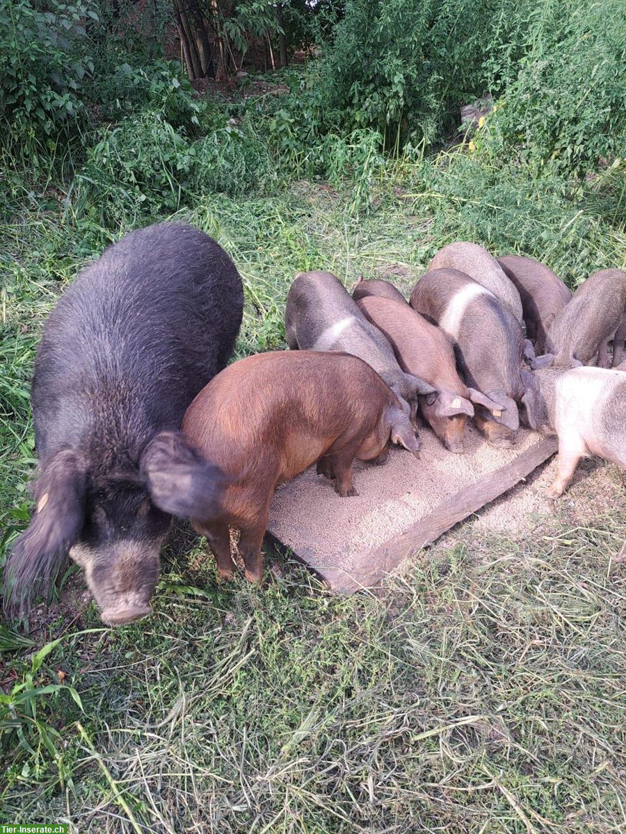 Bild 6: Jager/Absetzferkel zu verkaufen aus Freilandhaltung