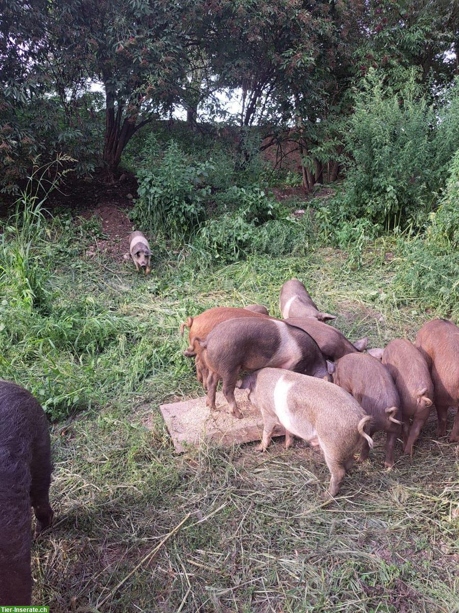 Bild 9: Jager/Absetzferkel zu verkaufen aus Freilandhaltung