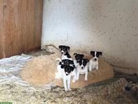 Jack Russell Welpen m/w zu verkaufen