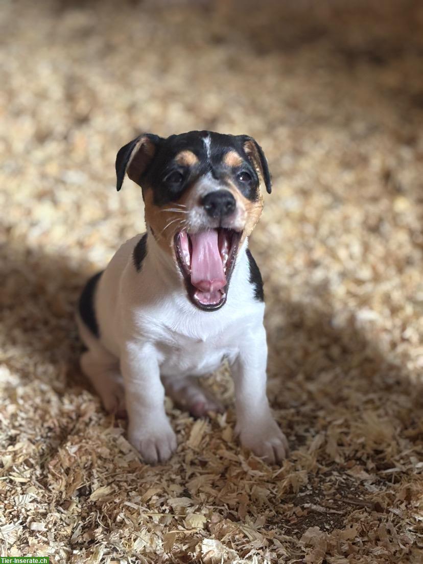 Bild 2: Jack Russell Welpen m/w zu verkaufen