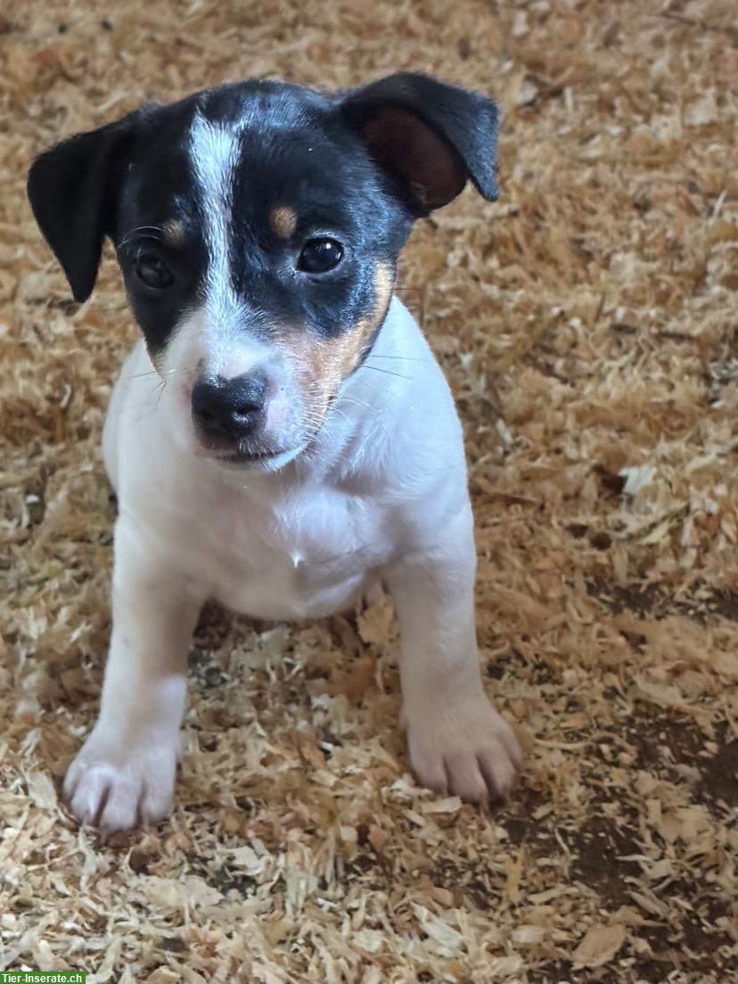Bild 3: Jack Russell Welpen m/w zu verkaufen
