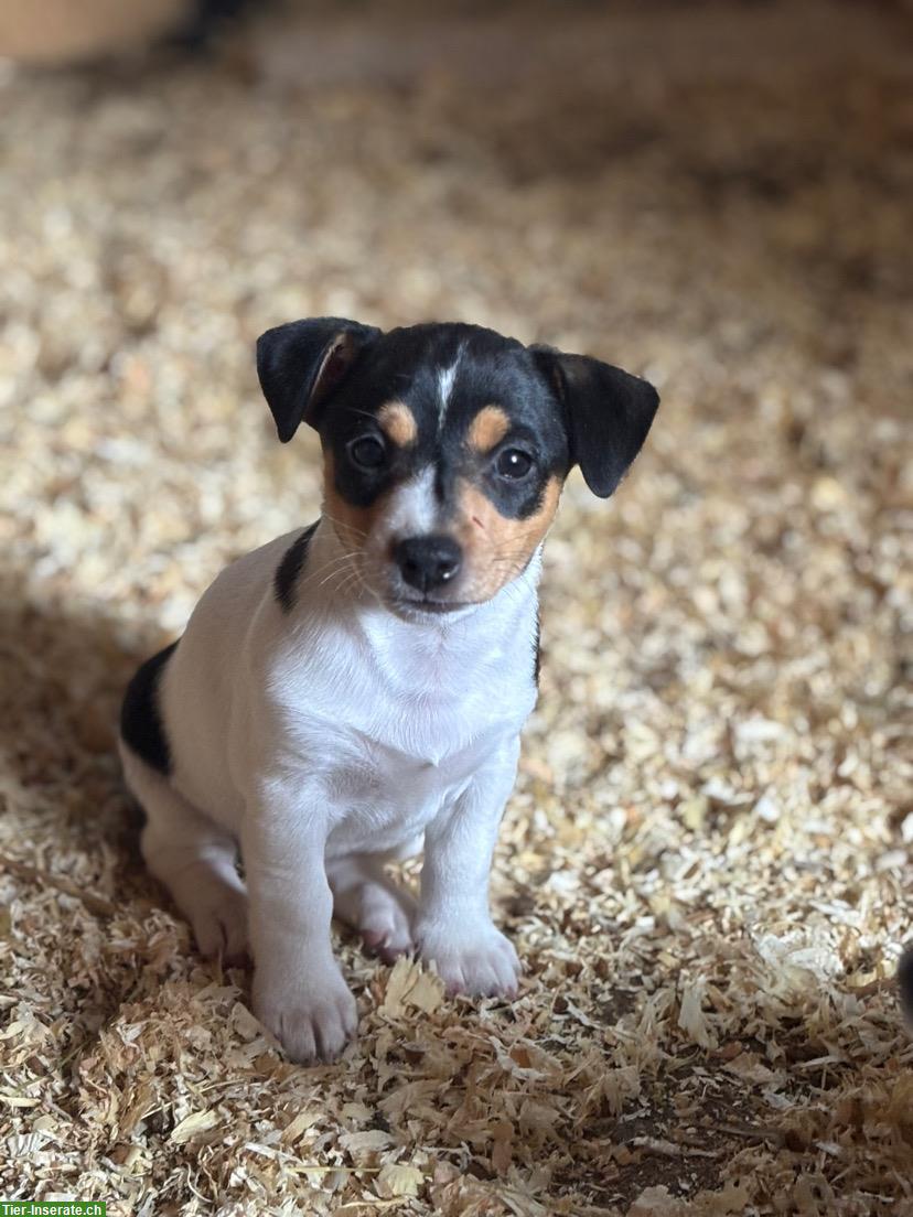 Bild 4: Jack Russell Welpen m/w zu verkaufen